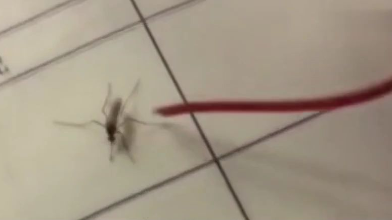 这是心的呼唤这是爱的奉献啊果然爱是不分种族的